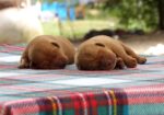 English/Show Fox Red Labrador Retrievers
