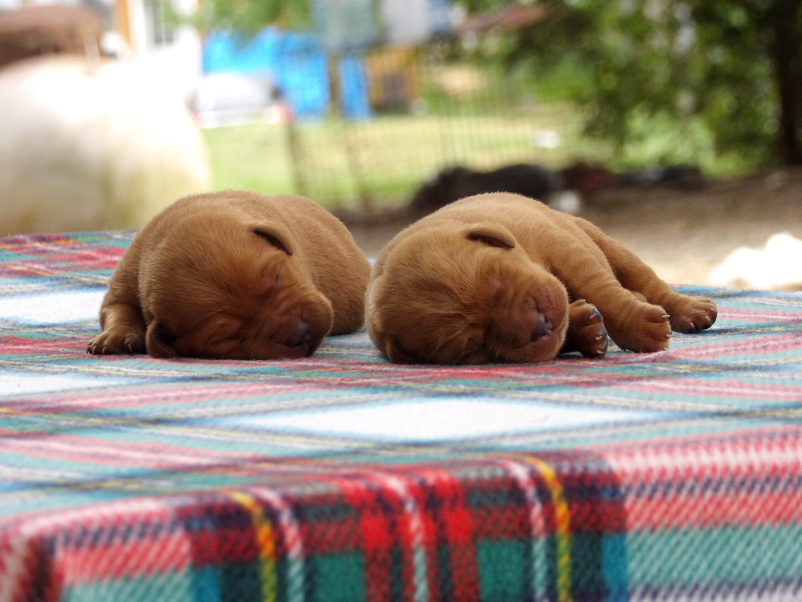 English/Show Fox Red Labrador Retrievers