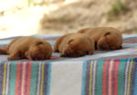 English/Show Fox Red Labrador Retrievers