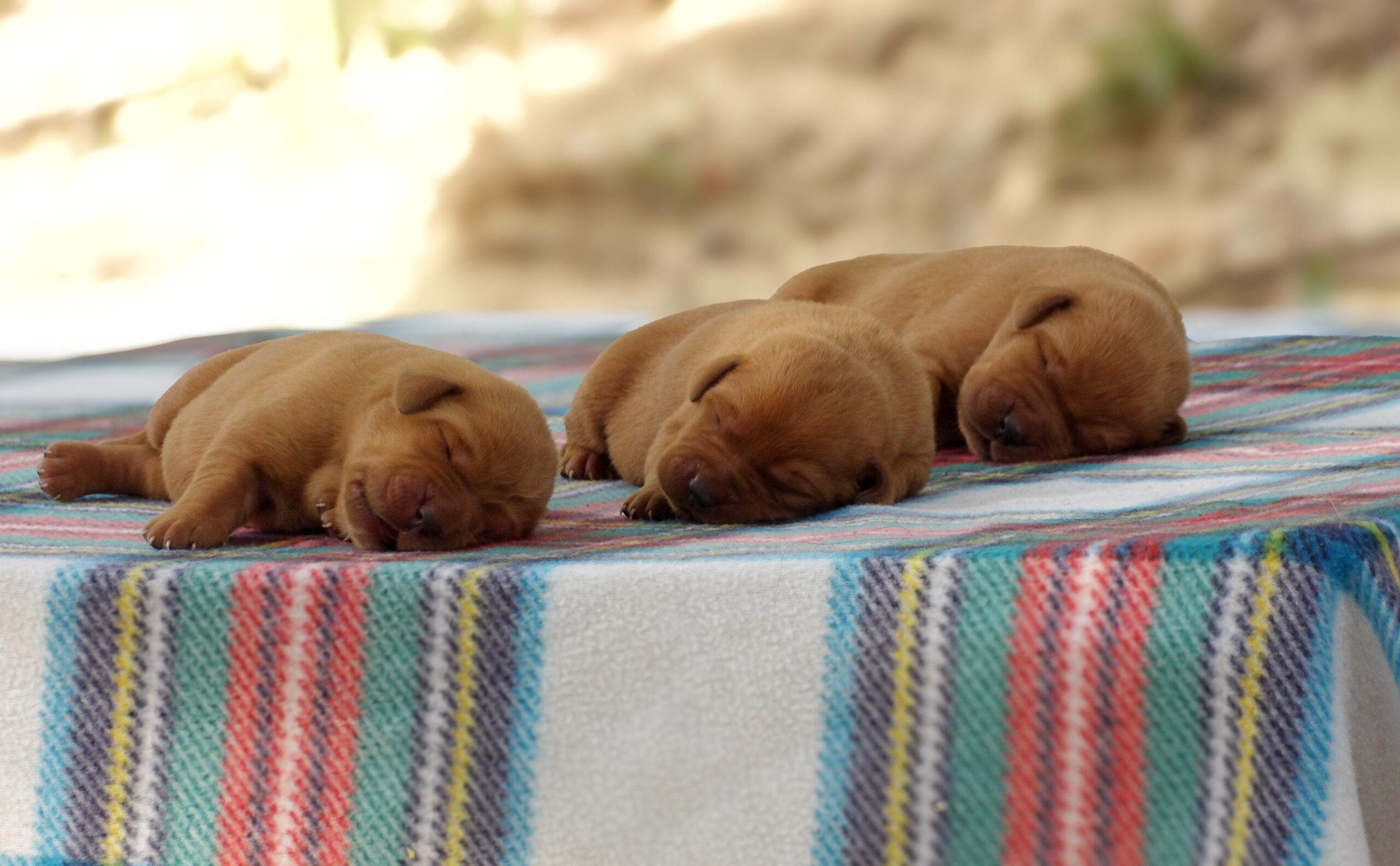 English/Show Fox Red Labrador Retrievers