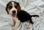 Beagle Puppies