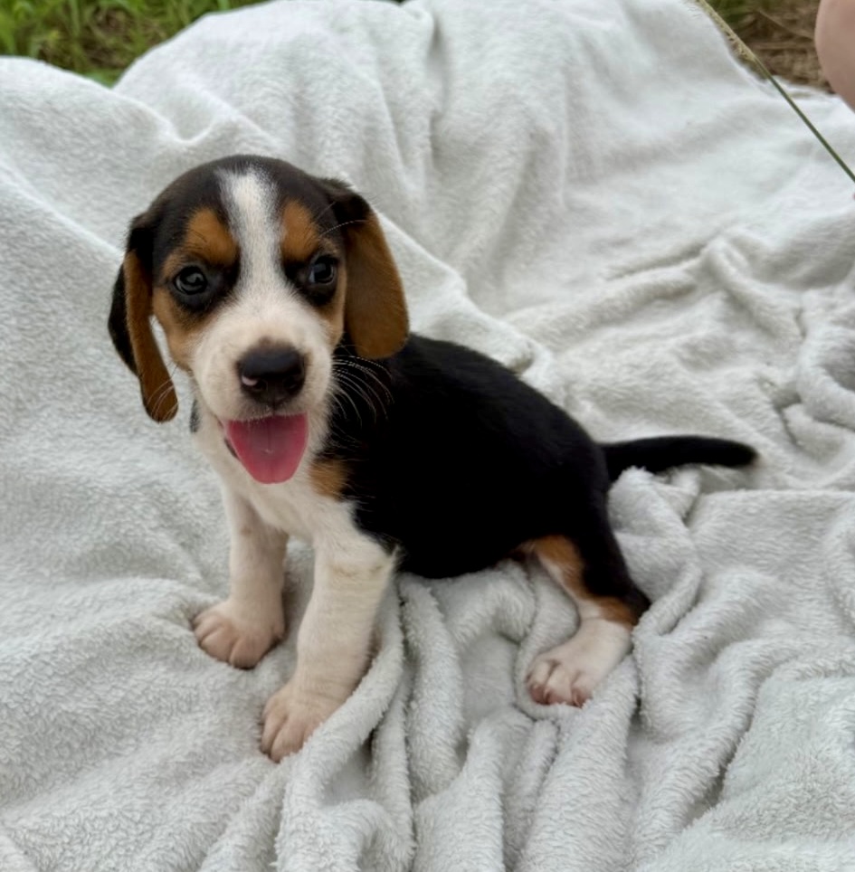 Beagle Puppies
