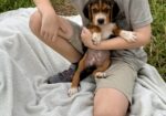 Beagle Puppies