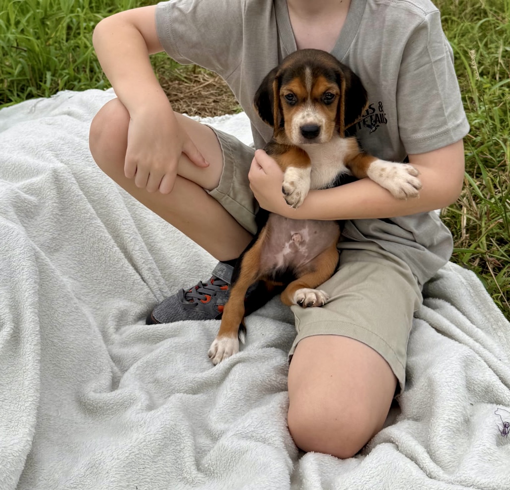 Beagle Puppies