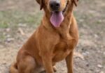 Akc registered british labs