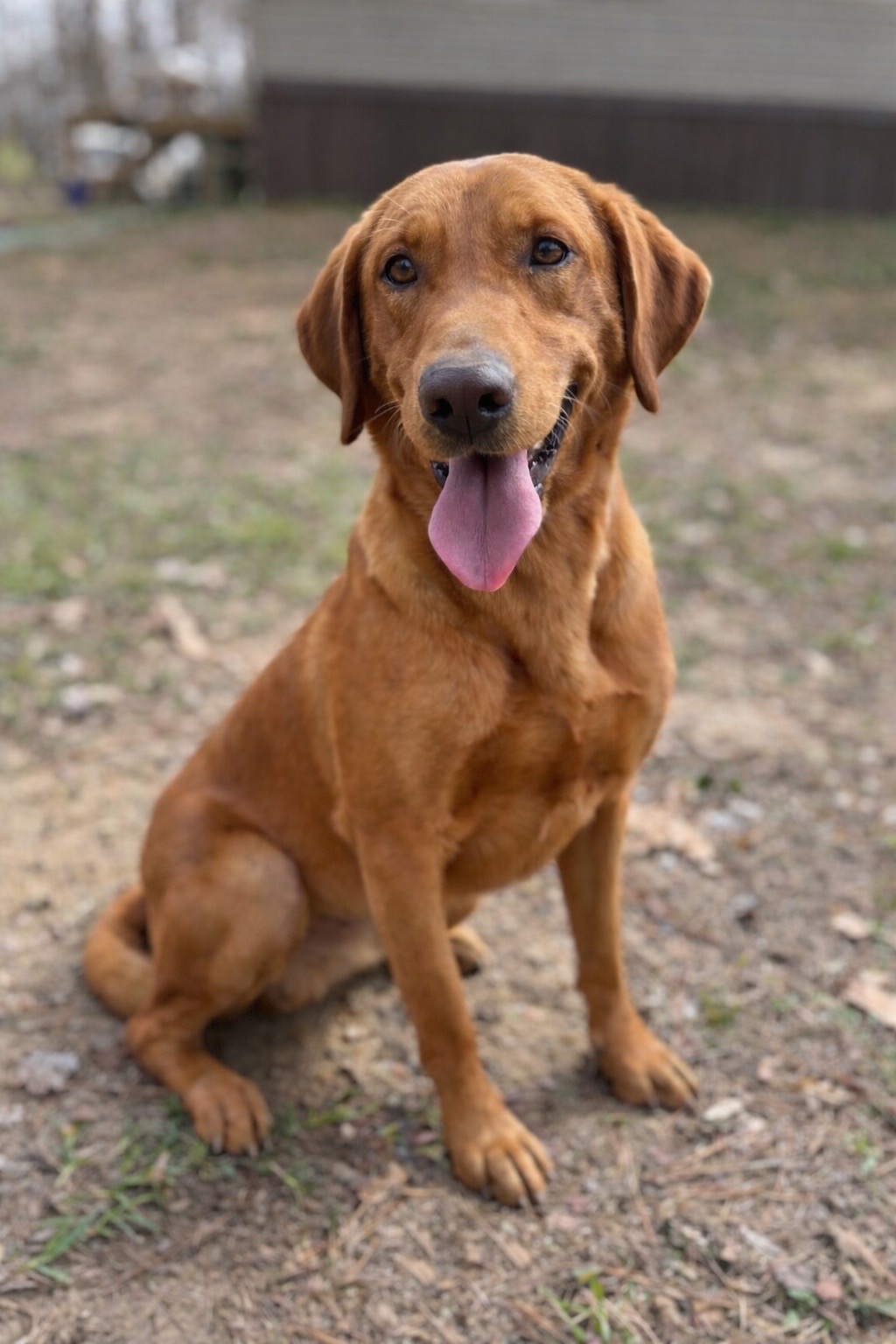 Akc registered british labs