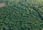 Booger Bottom Plantation 635 Surveyed Acres on Big Black River in Mississippi