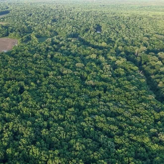 Booger Bottom Plantation 635 Surveyed Acres on Big Black River in Mississippi