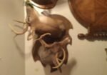 Double Head Deer 🦌 Mounts