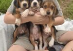 Beagle Puppies