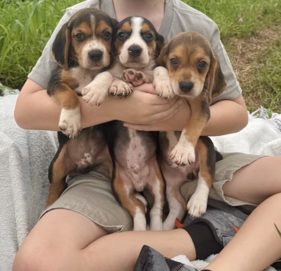 Beagle Puppies