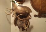 Double Head Deer 🦌 Mounts