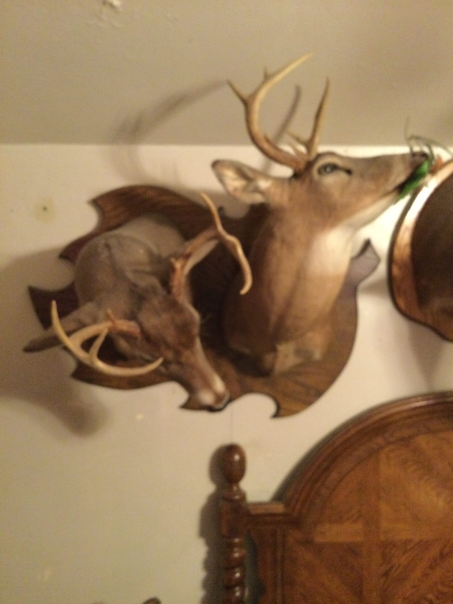 Double Head Deer 🦌 Mounts
