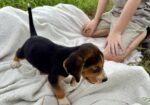Beagle Puppies