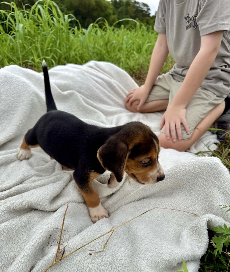 Beagle Puppies