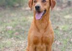 Akc registered british labs