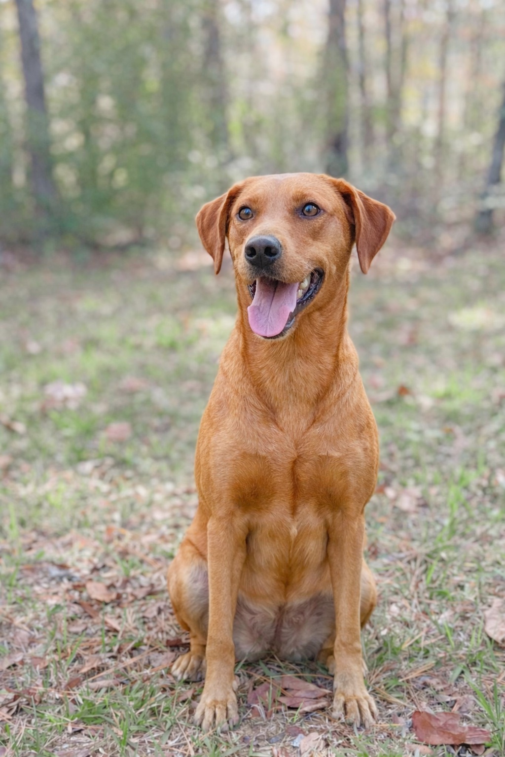 Akc registered british labs