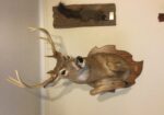 Deer Head Mount