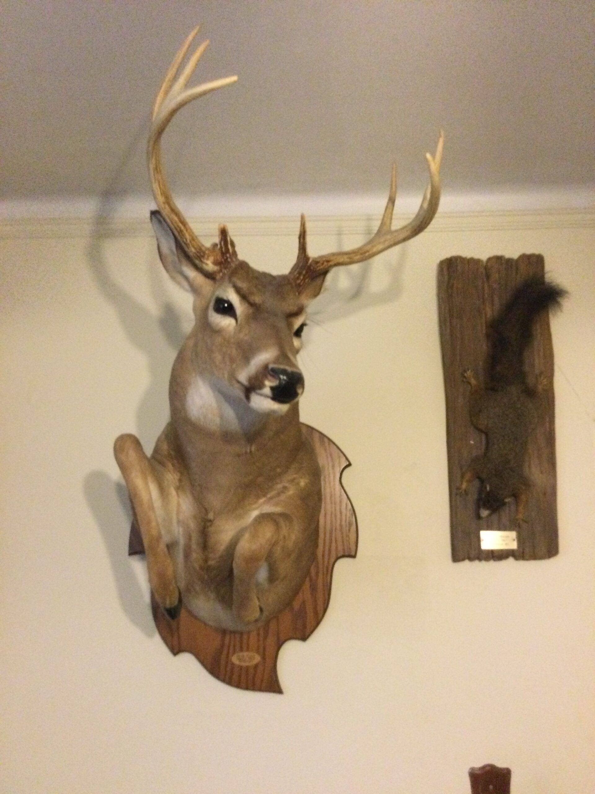 Deer Head Mount
