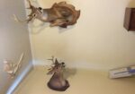 Deer Head Mount