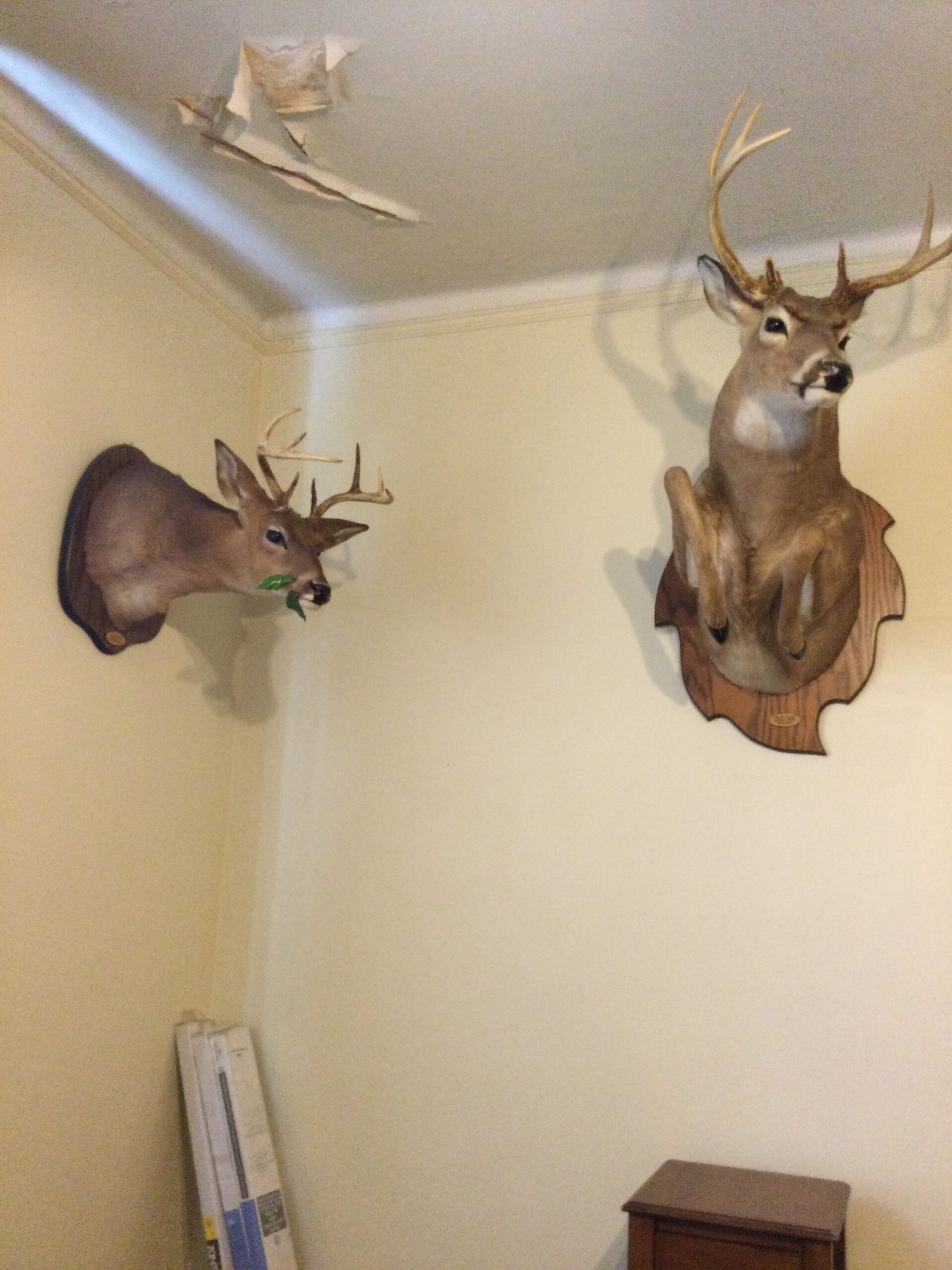 Deer Head Mount