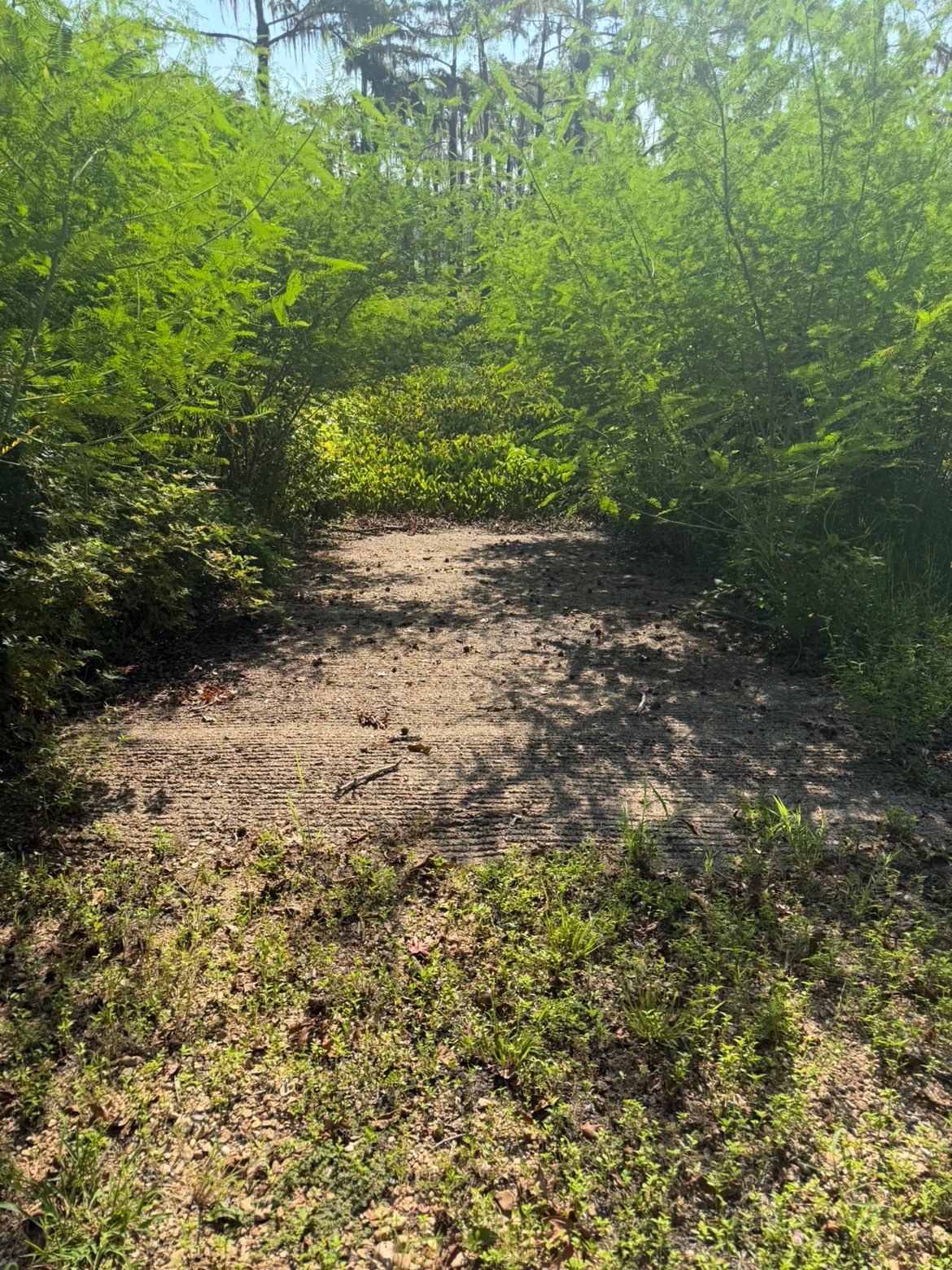 3.92 AC M/L LAKE MARY RD, WOODVILLE, MS – $67,500