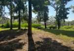 3.92 AC M/L LAKE MARY RD, WOODVILLE, MS – $67,500