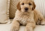 Golden doodles for sale