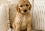 Golden doodles for sale