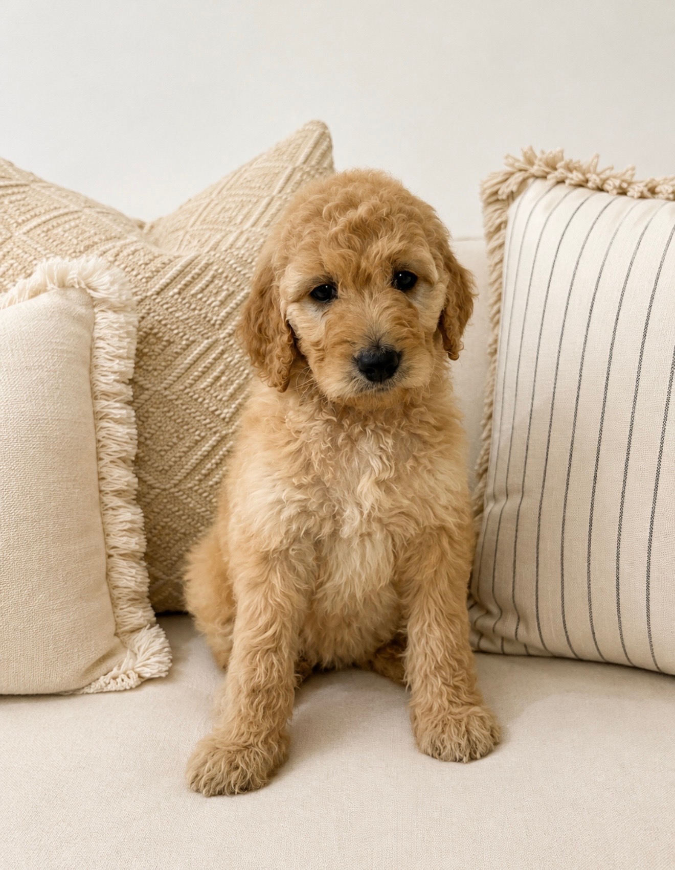 Golden doodles for sale