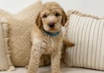 Golden doodles for sale