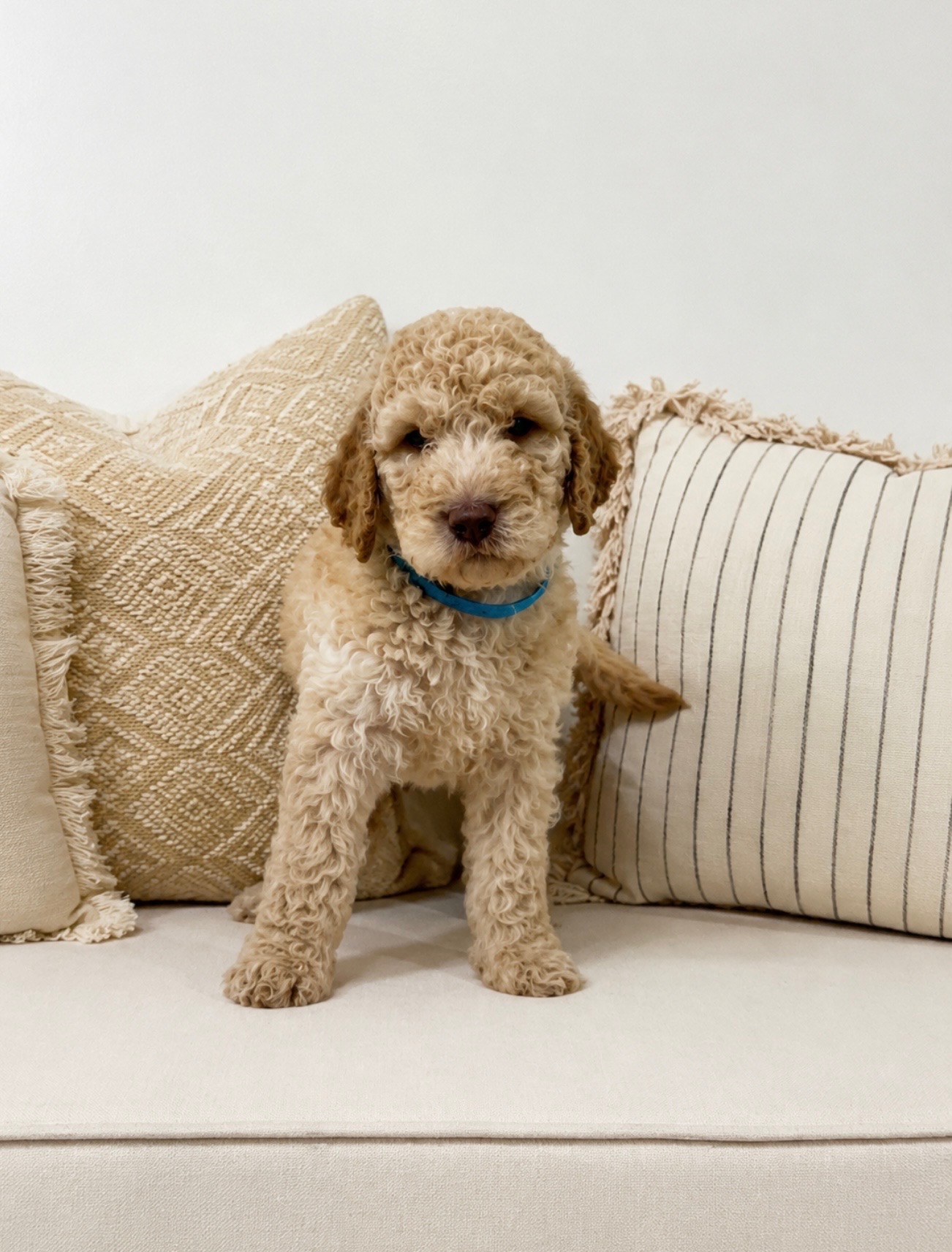 Golden doodles for sale