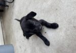 AKC Black Labrador Retriever