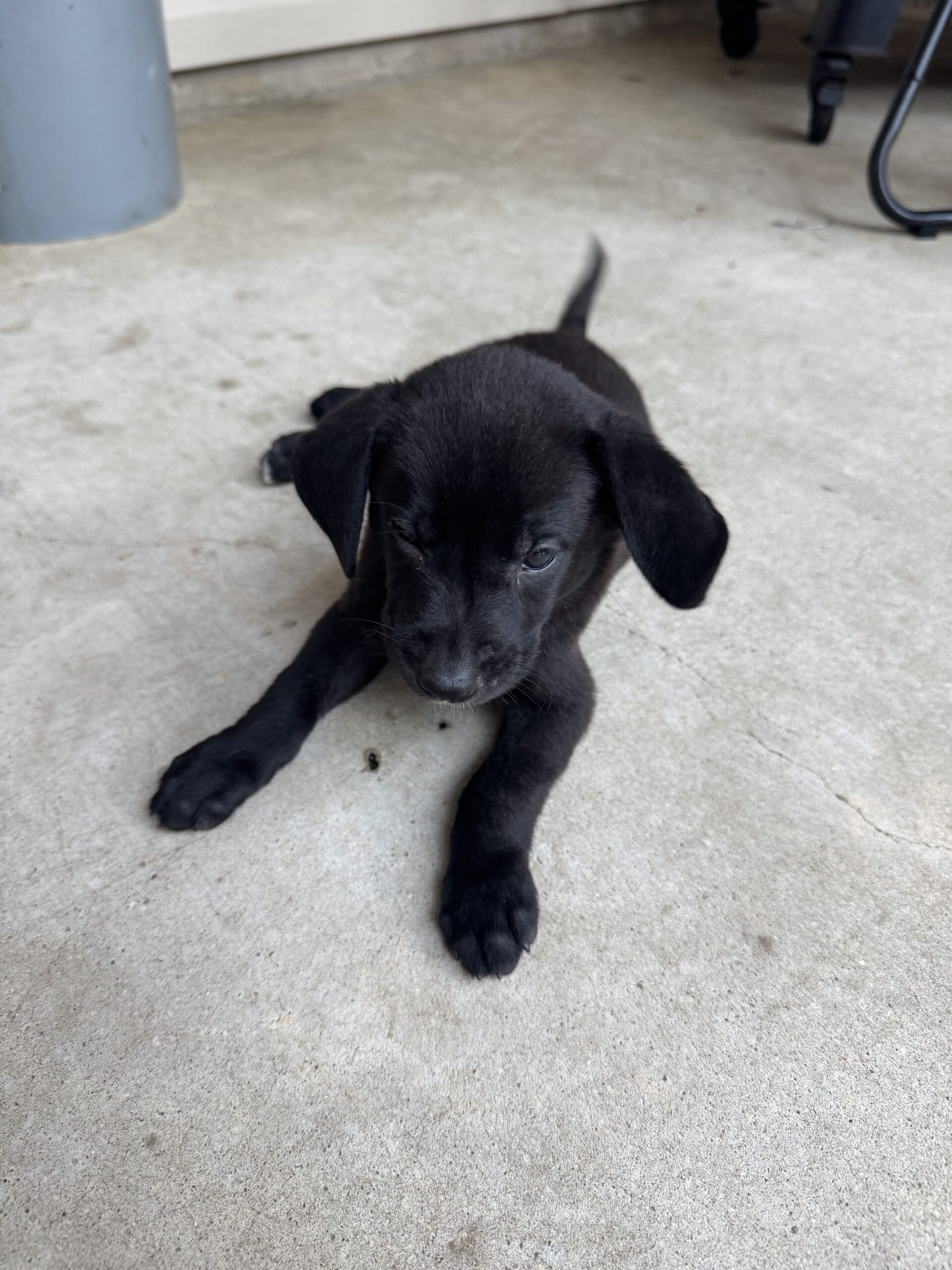 AKC Black Labrador Retriever