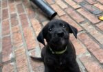 AKC Black Labrador Retriever