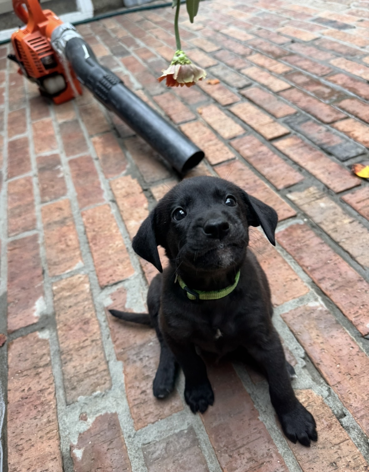 AKC Black Labrador Retriever