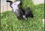 AKC Black Labrador Retriever