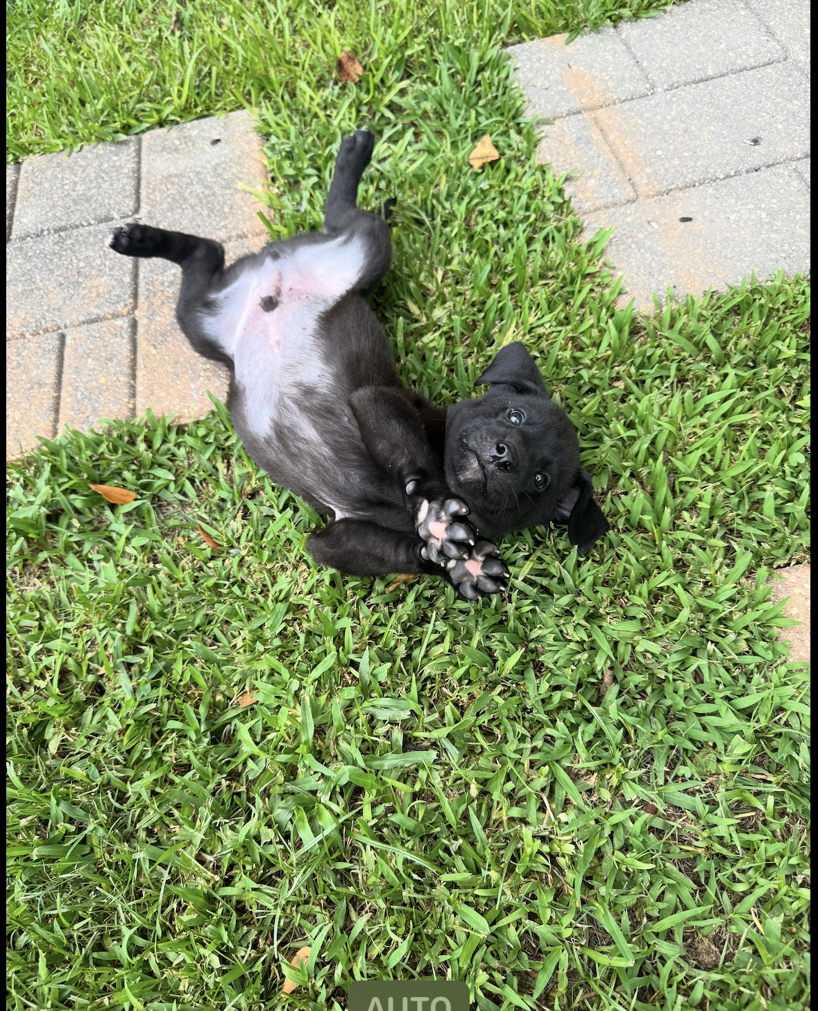 AKC Black Labrador Retriever
