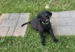 AKC Black Labrador Retriever