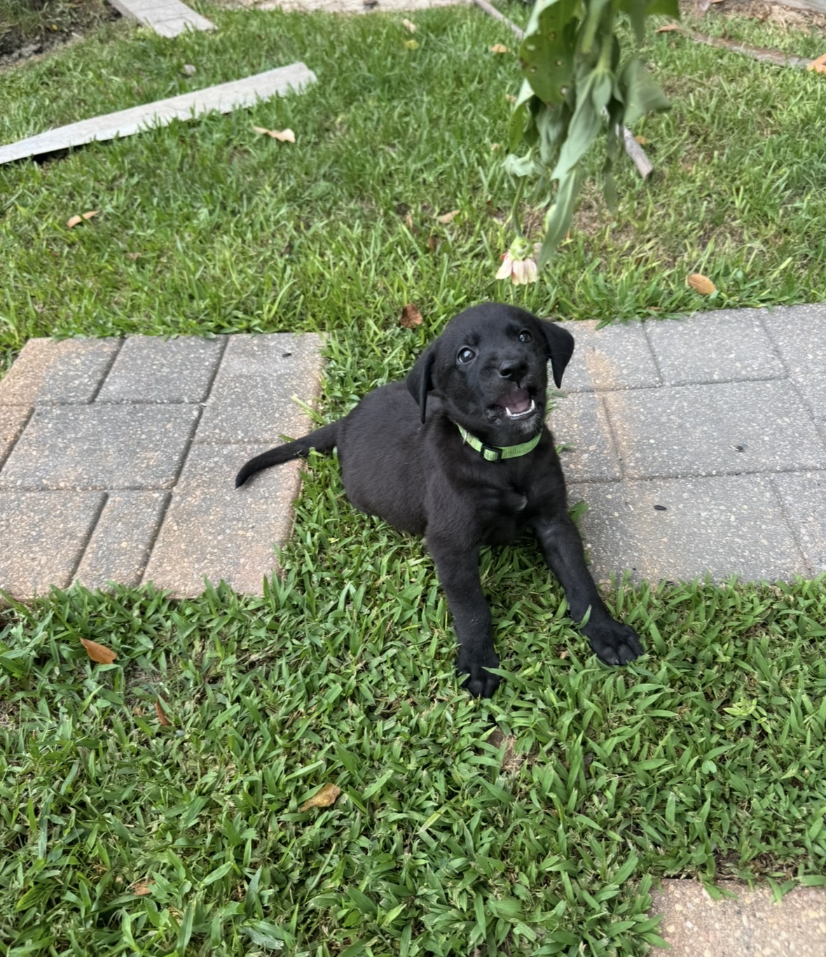 AKC Black Labrador Retriever