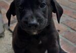AKC Black Labrador Retriever