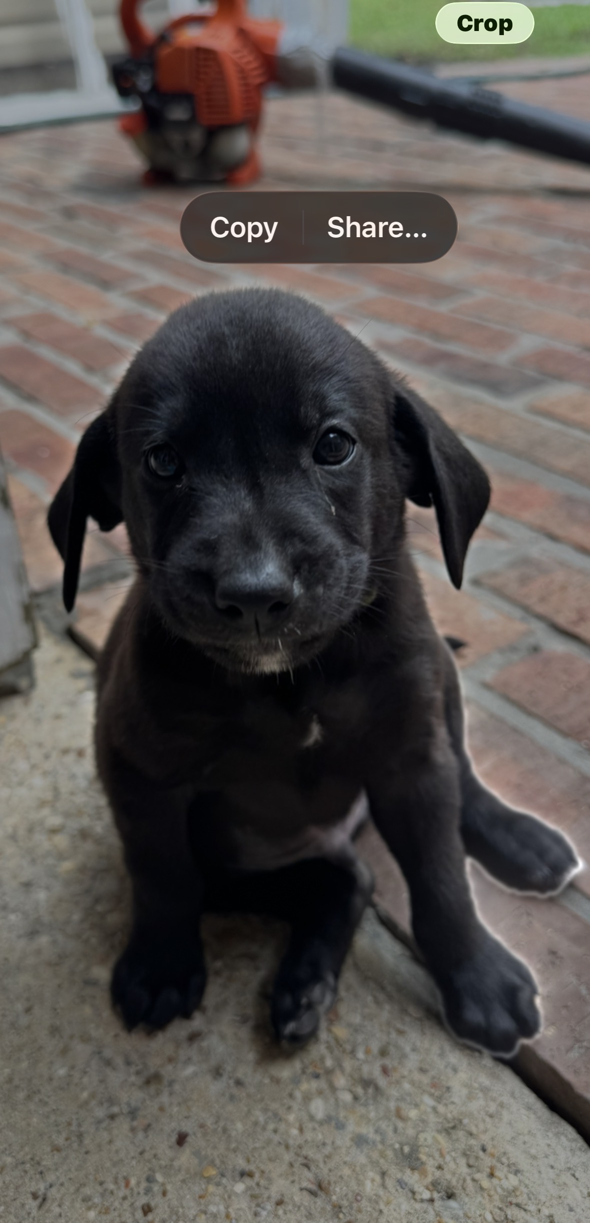AKC Black Labrador Retriever