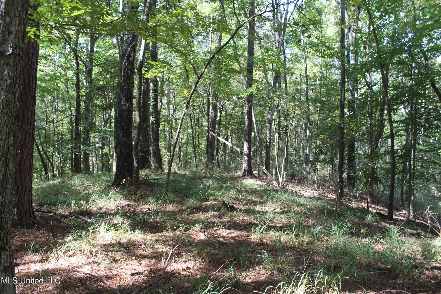 33 ACRES in AMITE COUNTY, MISSISSIPPI