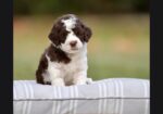 Australian Labradoodle Puppies