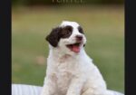 Australian Labradoodle Puppies