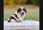 Australian Labradoodle Puppies