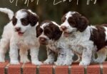 Australian Labradoodle Puppies