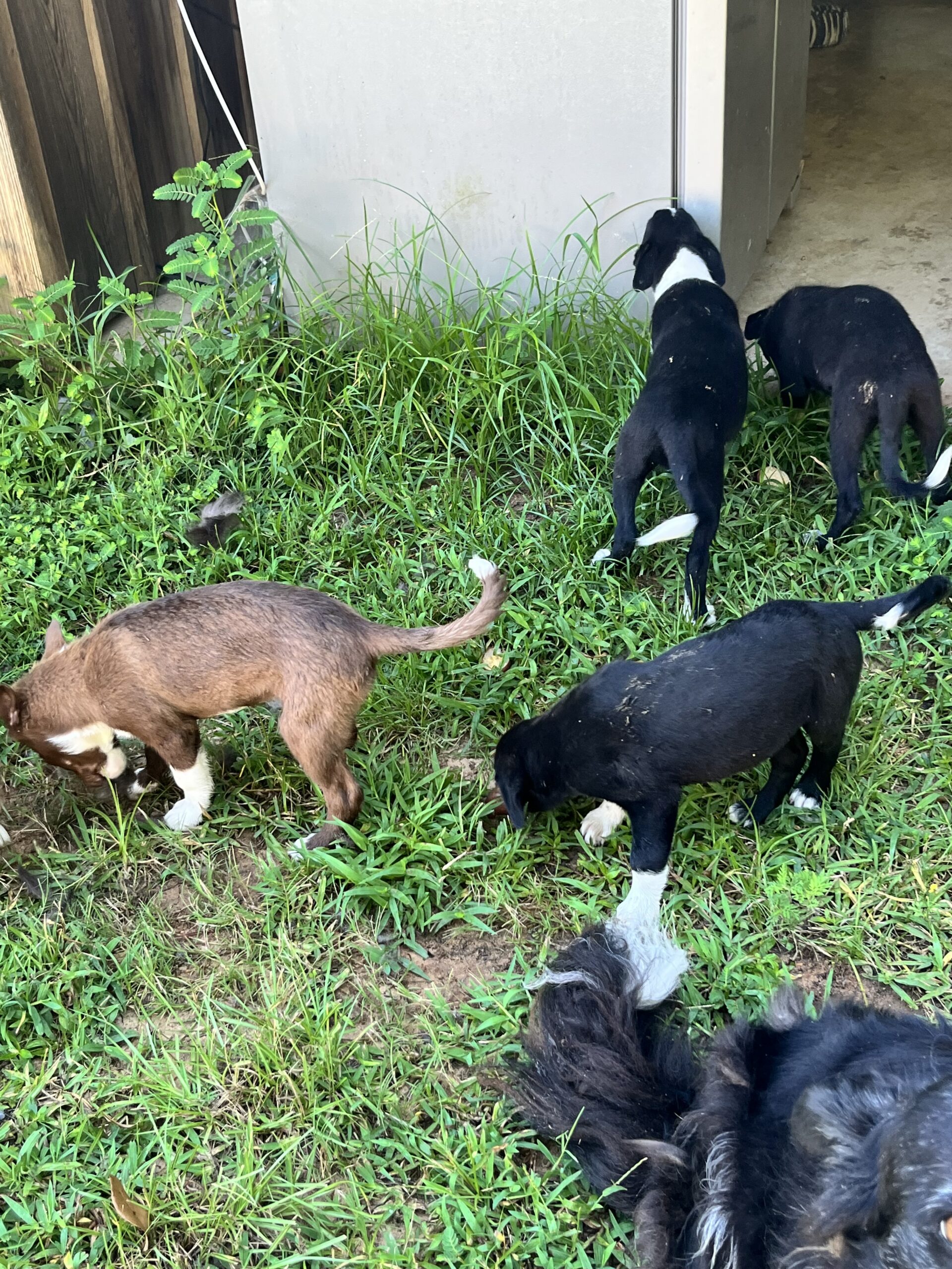 Border collie pups