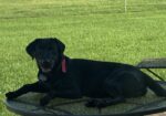 AKC Registered Lab Puppies