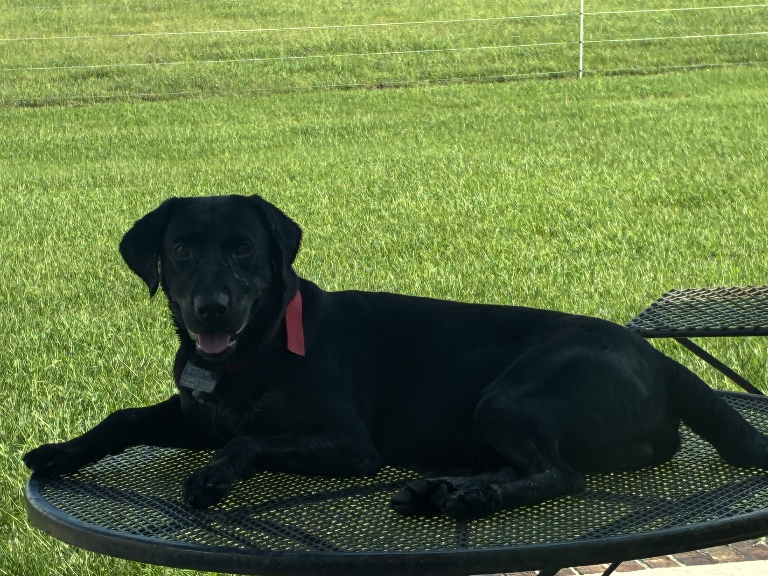 AKC Registered Lab Puppies